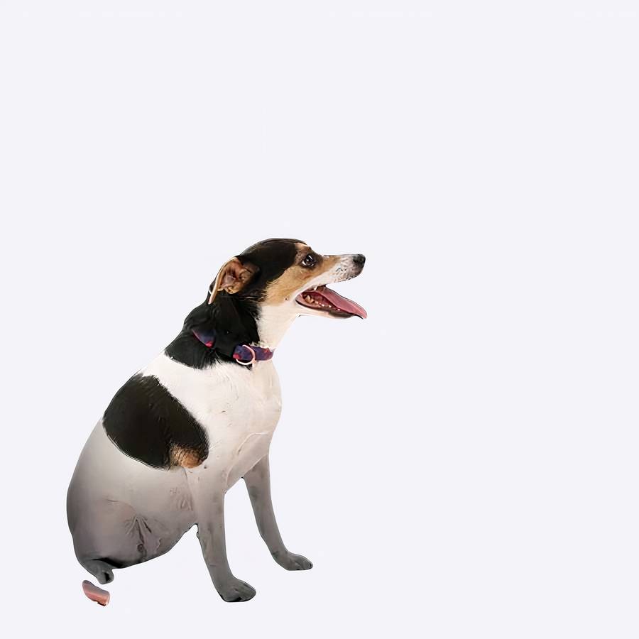 Dog Car Barrier Pet Safety Divider for Vehicle