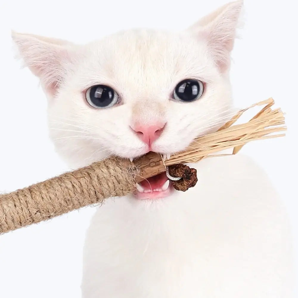 Matatabi Cat Dental Care Natural Oral Health Treats