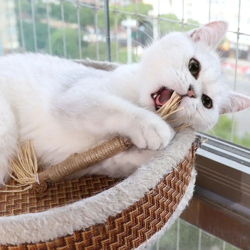 Matatabi Cat Dental Care Natural Oral Health Treats