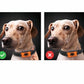 Dog Paw Print Anti Bark Collar Adjustable No Barking Training Device