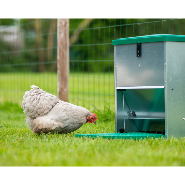 Automatic Adjustable Chicken Feeder 5kg | Pest Proof Poultry Feed Dispenser