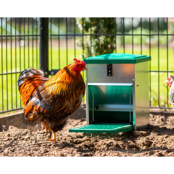 Automatic Adjustable Chicken Feeder 5kg | Pest Proof Poultry Feed Dispenser