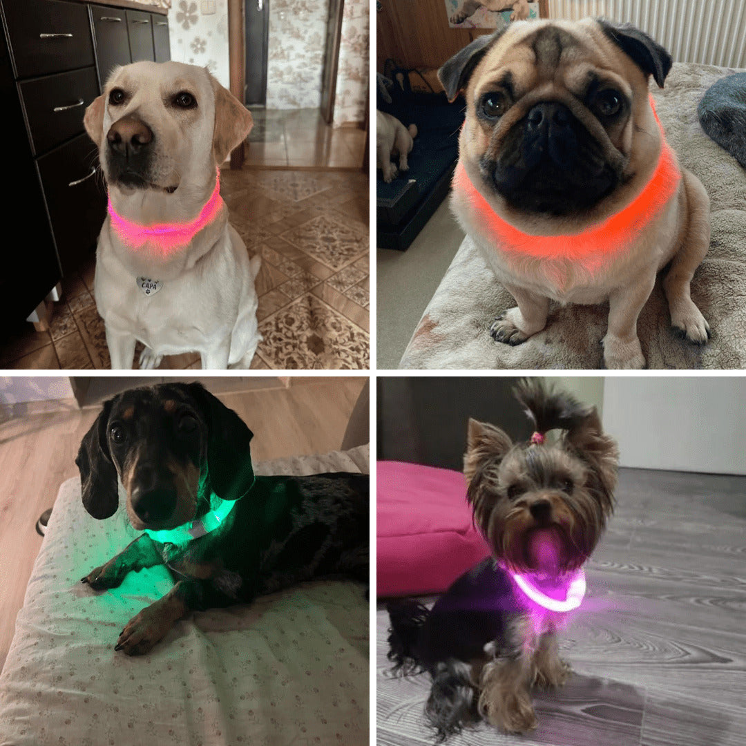 LED Dog Collar Adjustable Light Up Safety Glow Collar for Pets