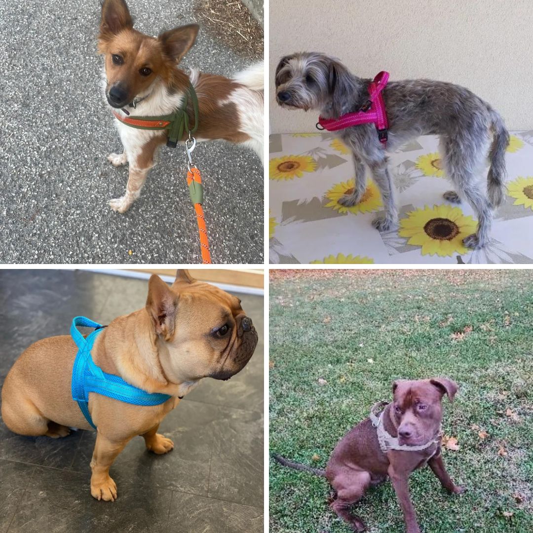 Dog T Harness Adjustable No Pull Pet Harness for Small Medium Large Dogs