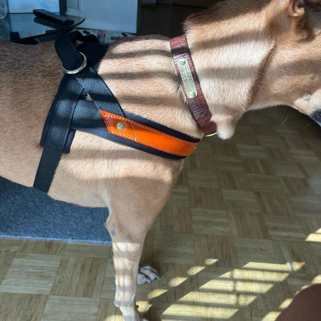 Dog T Harness Adjustable No Pull Pet Harness for Small Medium Large Dogs