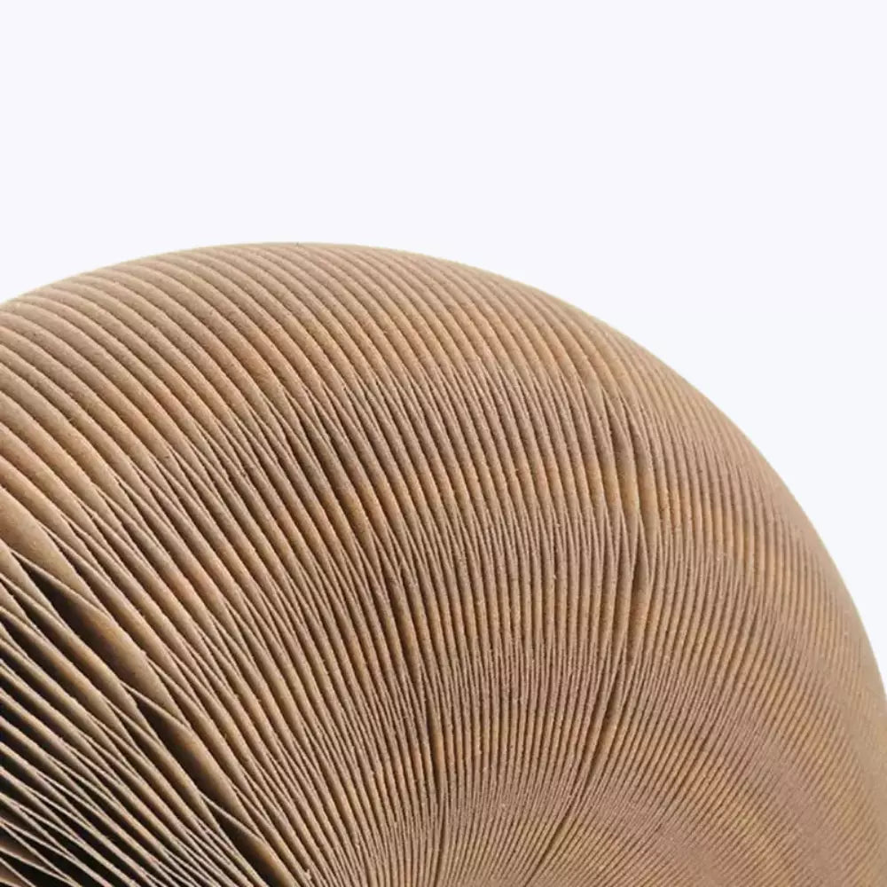 Cat Scratching Post Cardboard Durable Scratcher Toy for Cats