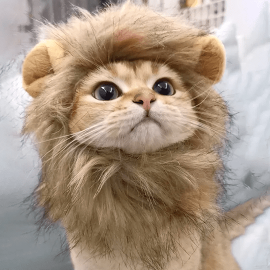 Lion Mane Wig Costume for Cats Cat Dress Up Pet Halloween Outfit