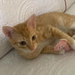 Mini Plush Cat Toys Soft Small Plushies for Cats Interactive Kitty Toys