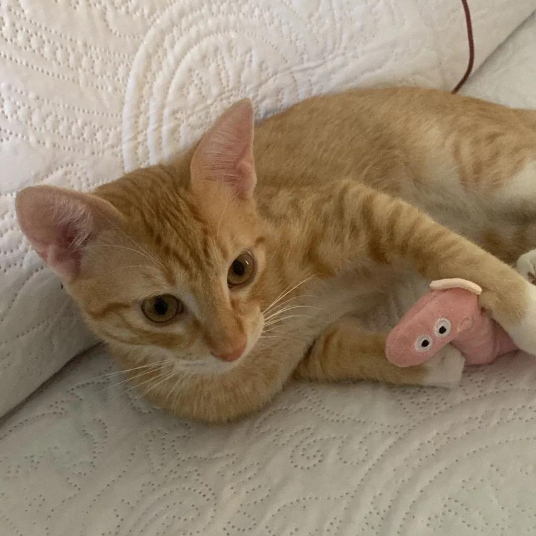 Mini Plush Cat Toys Soft Small Plushies for Cats Interactive Kitty Toys