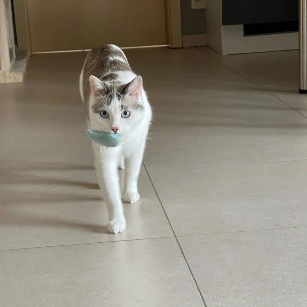 Mini Plush Cat Toys Soft Small Plushies for Cats Interactive Kitty Toys