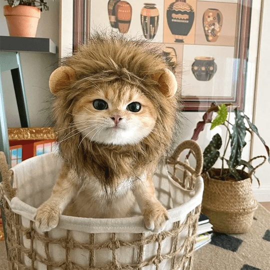 Lion Mane Wig Costume for Cats Cat Dress Up Pet Halloween Outfit