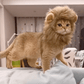 Lion Mane Wig Costume for Cats Cat Dress Up Pet Halloween Outfit