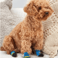 Dog Socks Duck Pattern Pet Socks Non Slip Cozy Puppy Footwear