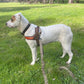 Dog T Harness Adjustable No Pull Pet Harness for Small Medium Large Dogs