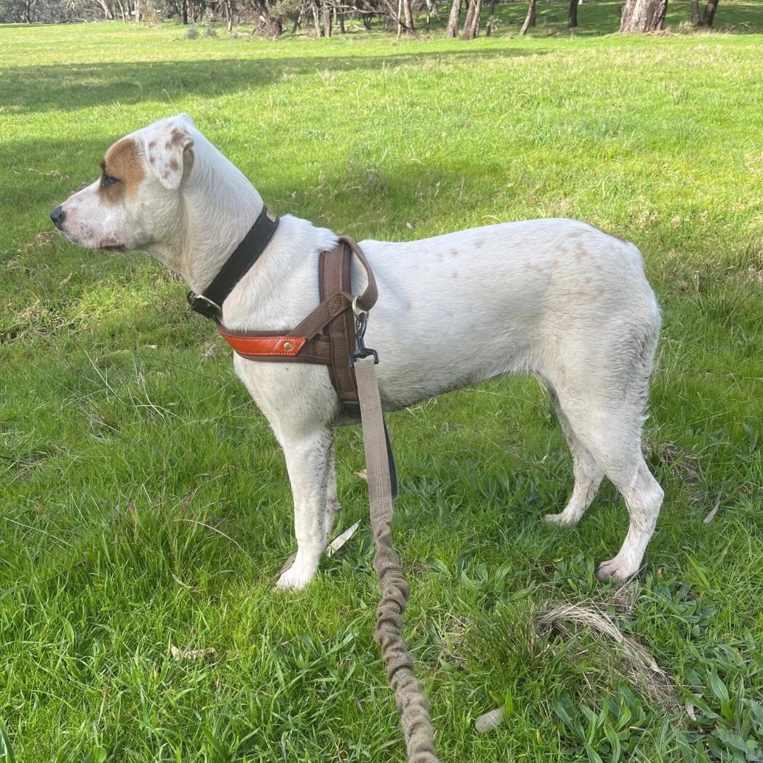 Dog T Harness Adjustable No Pull Pet Harness for Small Medium Large Dogs