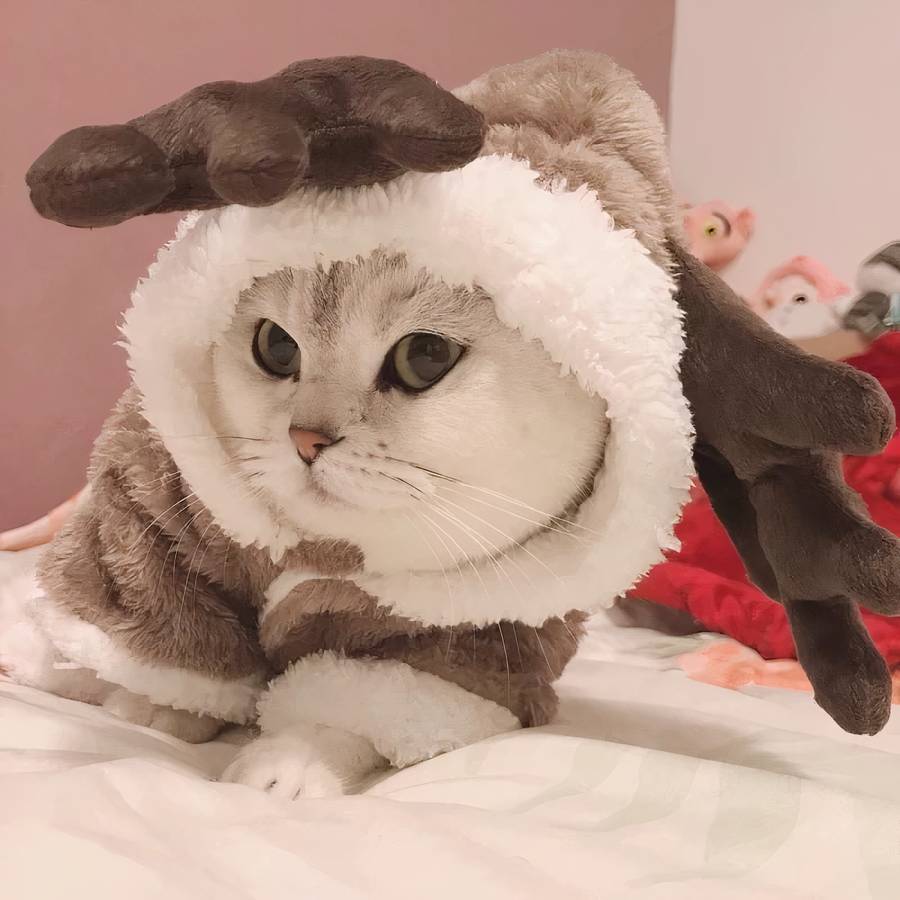 Fleece Cat Costume Warm Pet Outfit for Cats Cozy Cat Clothes
