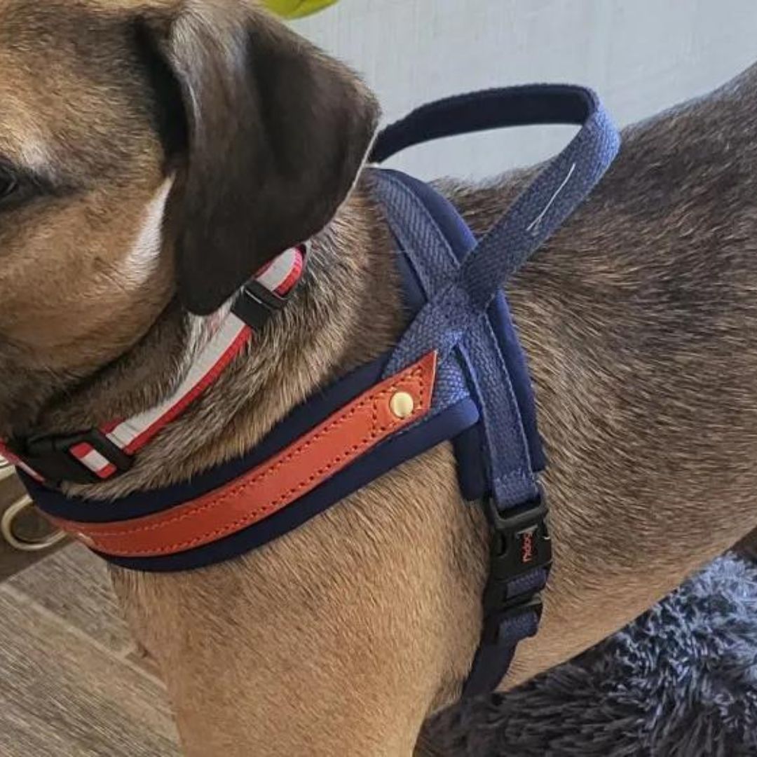 Dog T Harness Adjustable No Pull Pet Harness for Small Medium Large Dogs